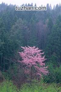法兰西雄鹰振翅，红酒杯中的胜利之歌：法国力克西班牙，晋级半决赛