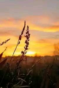 法兰西雄鹰振翅，红酒杯中的胜利之歌：法国力克西班牙，晋级半决赛