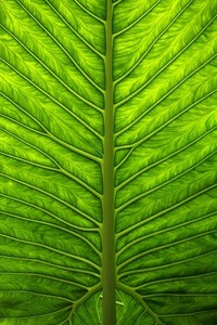 申花主场奏凯歌，不败金身耀申城！战平强敌，稳扎稳打续写传奇